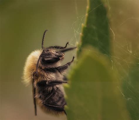 Macro Insects Nikon Free Photo On Pixabay Pixabay