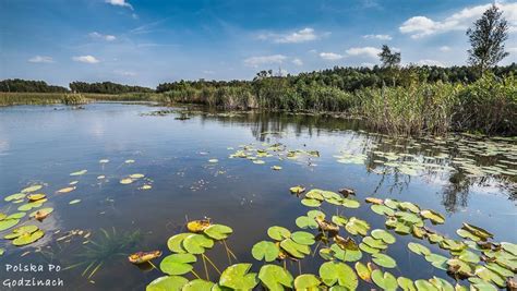 Poleski Park Narodowy Witajcie w krainie żurawia