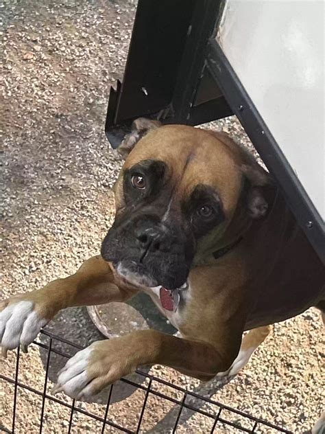 Dog adoption in Manchester, NH 3104: Boxer mix Dog "Luna"