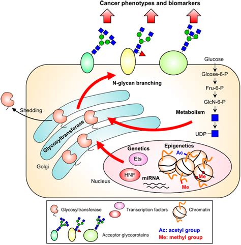 Biomolecules Free Full Text Enzymes For N Glycan Branching And