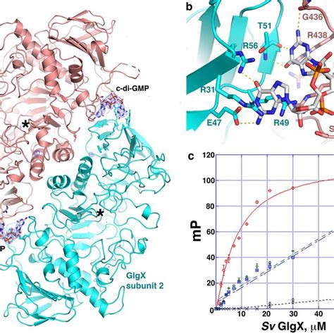 Crystal Structure Of Apo S Venezuelae GlgX A Ribbon Diagram Of The S