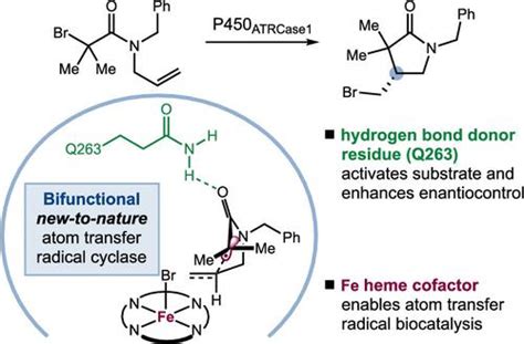 Engineered P450 Atom Transfer Radical Cyclases Are Bifunctional