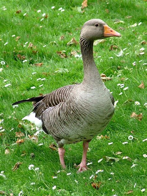 Greylag Goose Anser anser Ganso común Ganso bravo Ganso comum