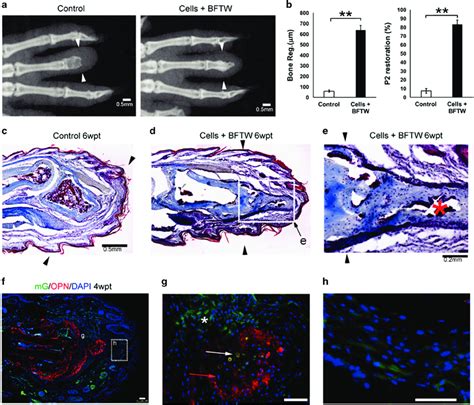 Stimulated Adult Mouse D3p2 Regeneration After Transplantation Of