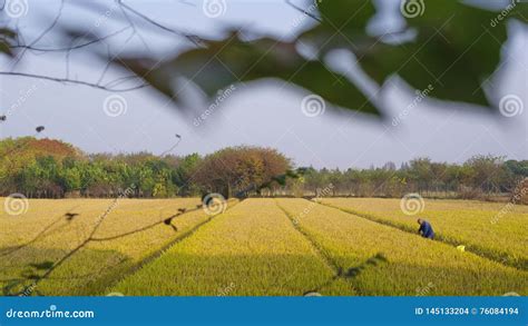 Golden Rice Fields in Autumn Stock Photo - Image of rice, autumn: 145133204