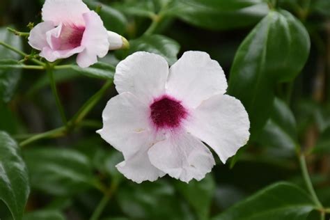 Pink Bower Vine Pandorea Jasminoides Rosea In Denver Arvada Wheat