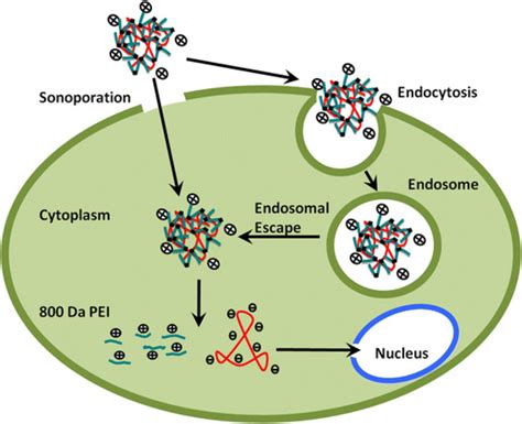 Schematic Drawing Of Gene Transfection By The Combination Of Us With