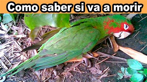 Como Saber si tu Pájaro se está muriendo YouTube