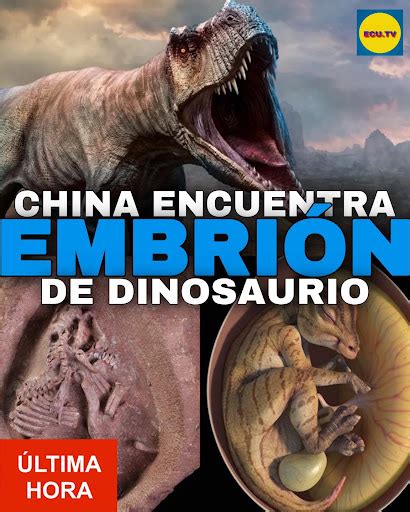 China Encuentra Embri N De Dinosaurio