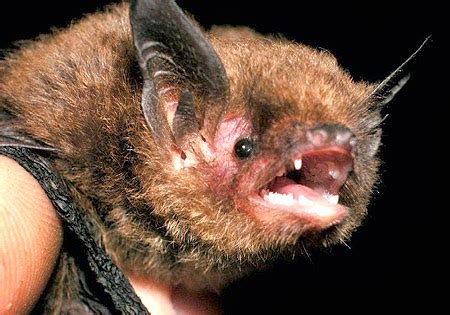 Endangered Species Blog Indiana Bat