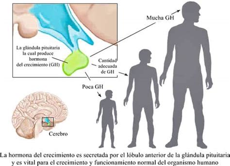 Hormona Del Crecimiento Definici N Funci N Tipos Efectos Y Mucho M S