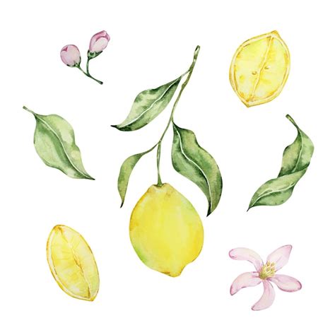 Premium Vector Watercolor Mediterranean Set Juicy Lemons Leaves