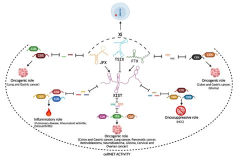 Ijms Free Full Text The Lncrnas At X Chromosome Inactivation Center