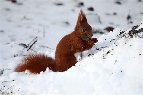 Terpopuler Tiere MIT Feld Bild