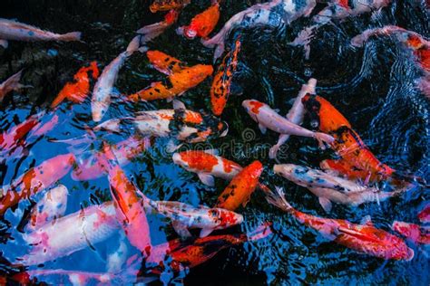 Koi Fish In The Fish Ponds Stock Photo Image Of Motion 49824900