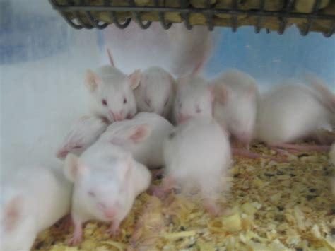 Balb C Mice Laboratory Of Experimental Chemotherapy Symeon Flickr