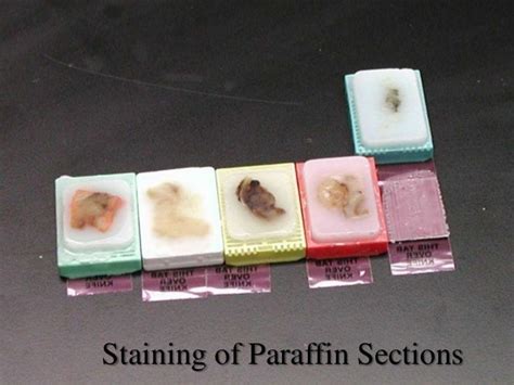 Staining And Collodionization