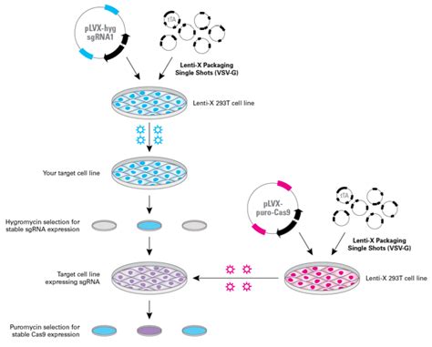 Tools For Successful Crisprcas9 Genome Editing