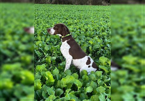 Französischer Vorstehhund Hündin 5 Jahre Braun Weiß