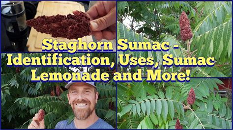 Staghorn Sumac Identification Edible And Medicinal Uses And How To