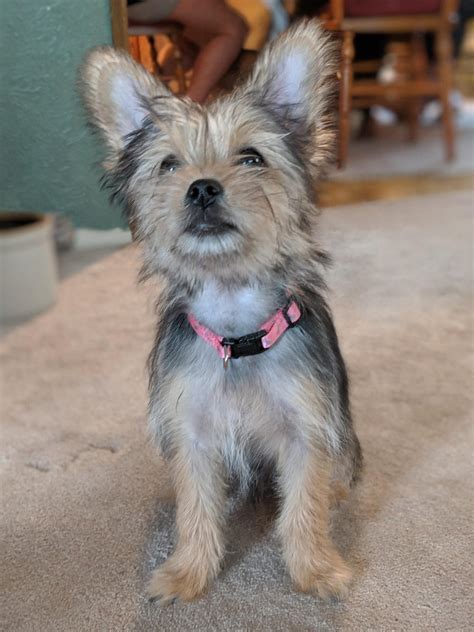 A Shorkie Puppy Raww