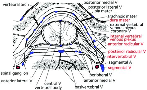 Venous Perfusion Of The Spinal Cord Modified From The Original Figure Download Scientific