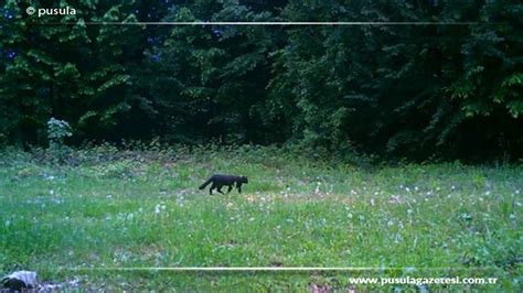 Küre Dağları Milli Parkı nda yaban hayatı fotokapanlarla görüntülendi