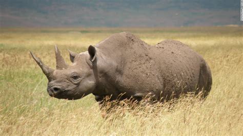 Namibia Reservations: Western Black rhino declared EXTINCT