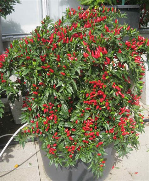 PEPPER HOT FIERY FLAMES Comense Ltd