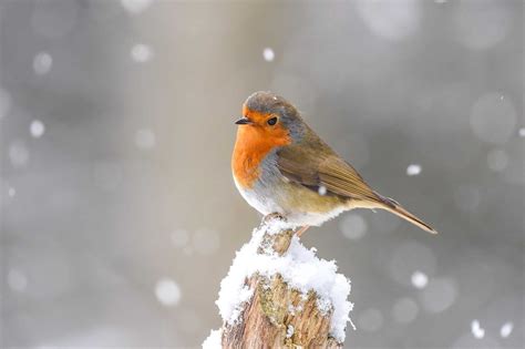 Do Robins Migrate? (Robin Migration Explained)