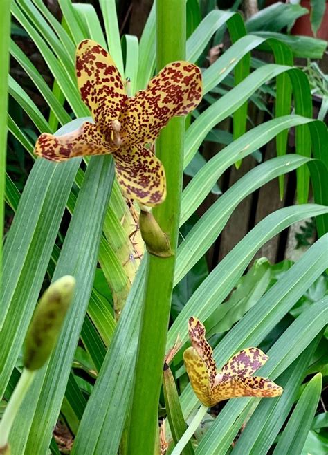 Plantfiles Pictures Species Orchid Grammatophyllum Giant Orchid