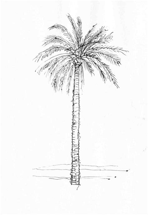 Palm Tree Leaves Drawing at PaintingValley.com | Explore collection of ...