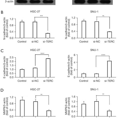 Effects Of The LncRNA TERC On The Expression Levels Of N Cadherin