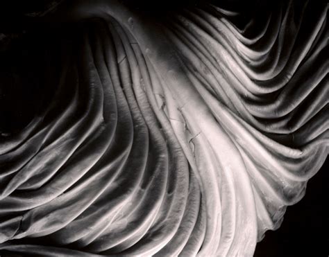 Edward Weston - Cabbage Leaf (1931) - FOTOgraphiaONLINE