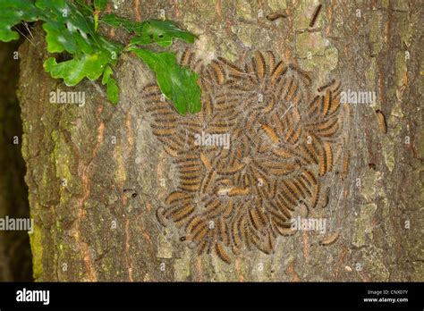 Oak Processionary Moth Thaumetopoea Processionea Caterpillars In Web