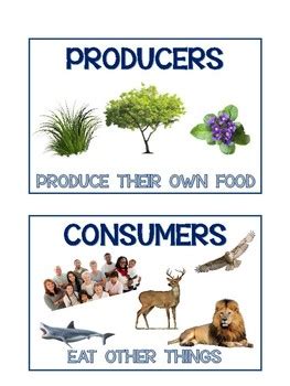 Producers Consumers And Decomposers Diagram