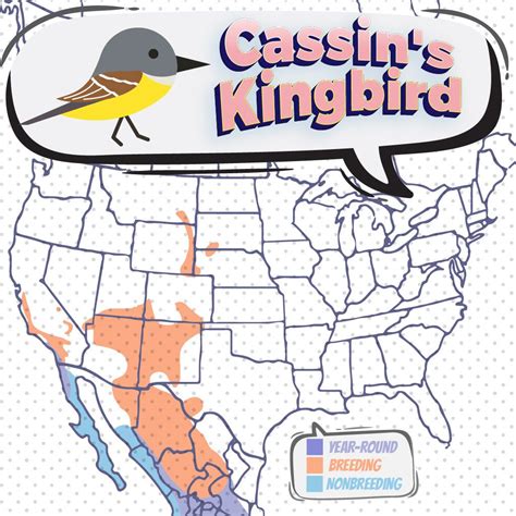 Cassins Kingbird Bird Watching Academy