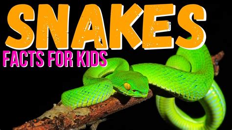 Snake Facts For Kids What Is A Snake Youtube