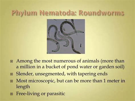 Ppt Phylum Nematoda Roundworms Powerpoint Presentation Free