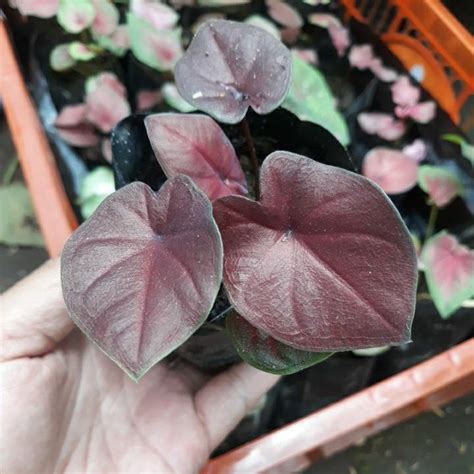jual bunga caladium hybrite semai  biji shopee indonesia