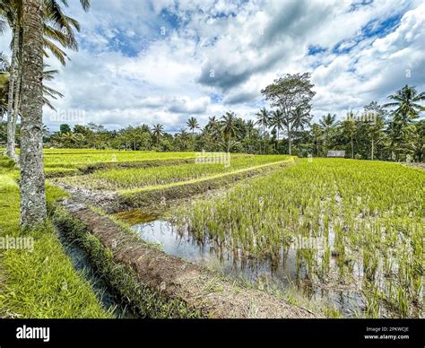 Desa Mancingan Rice Field In Gianyar Regency Bali Indonesia Stock