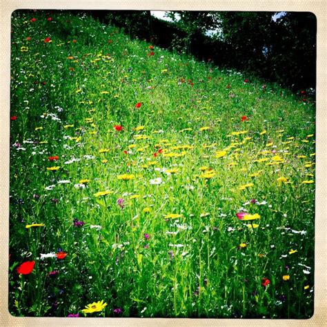 A Field Full Of Wildflowers And Daisies On A Hill Side With Trees In