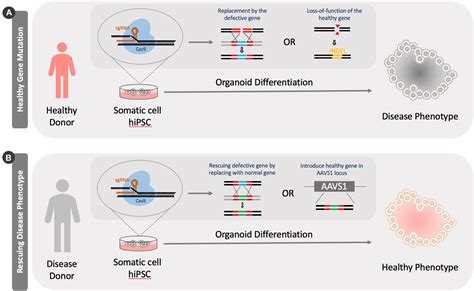 Crispr Cas Model