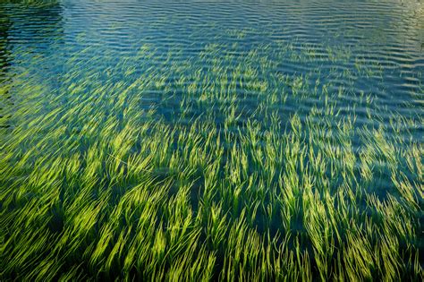 Cultivating Macroalgae In Your Saltwater Aquarium