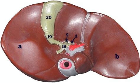 Liver Diagram Lab Bctc Bio Diagram Quizlet