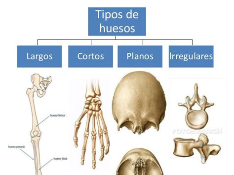 Huesos En El Cuerpo Humano