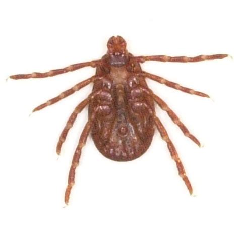 Ixodidae; Ticks, Hardbacked