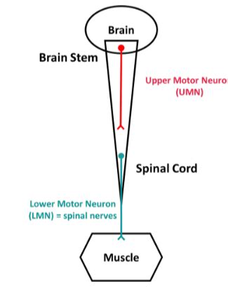 Motor Spinal Cord Pathways Flashcards Quizlet