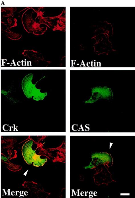 Localization Of Cas And Crk To Membrane Ruffles In Migratory Cells A