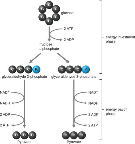 Catabolism of Carbohydrates | Microbiology | | Course Hero